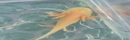 Axolotl reptiles for sale: Range of baby axolotls, hets known - Advert 4