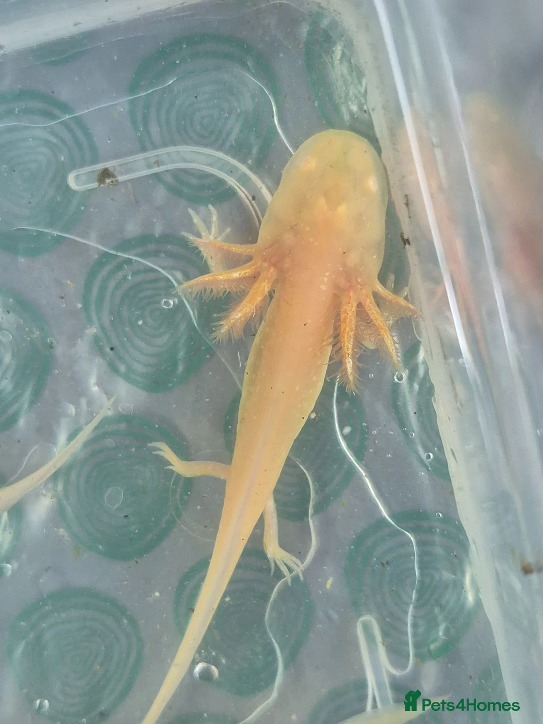 Axolotl reptiles for sale: Baby axolotls  - Advert 2