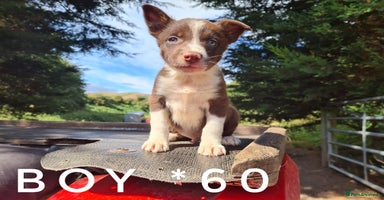 Border Collie dogs - Advert 10