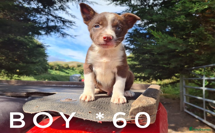 Border Collie dogs - Advert 3