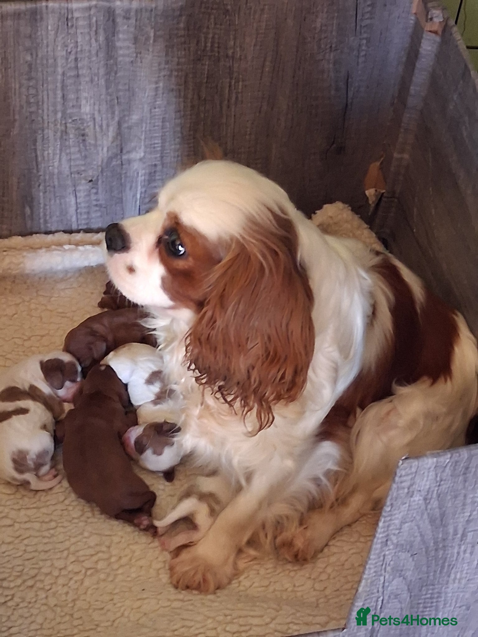 Cavalier King Charles Spaniel dogs Cavalier king Charles fully health tested lines - Advert 6