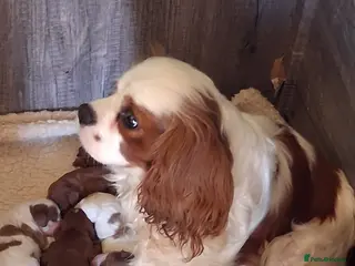 Cavalier King Charles Spaniel dogs Cavalier king Charles fully health tested lines - Advert 6