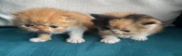Persian cats for sale: Pure Persian kittens - Advert 8