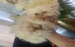 Persian cats for sale: Chinchilla Persian kittens  - Image 3