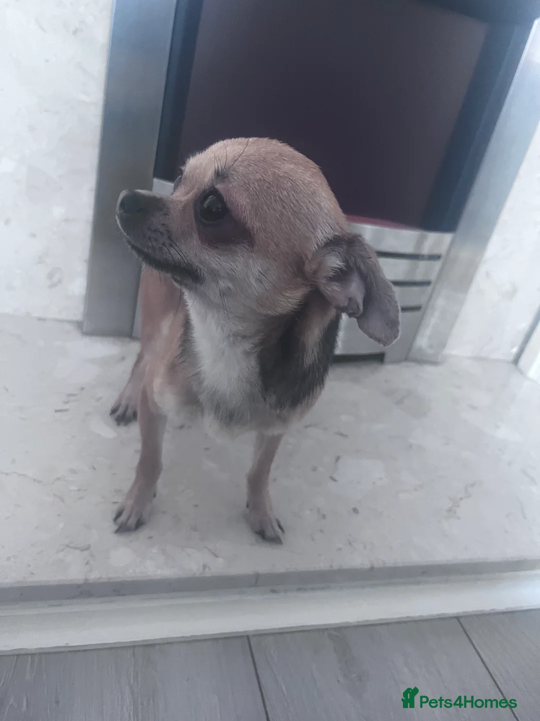 Chihuahua dogs for sale: Chihuahua  - Advert 4