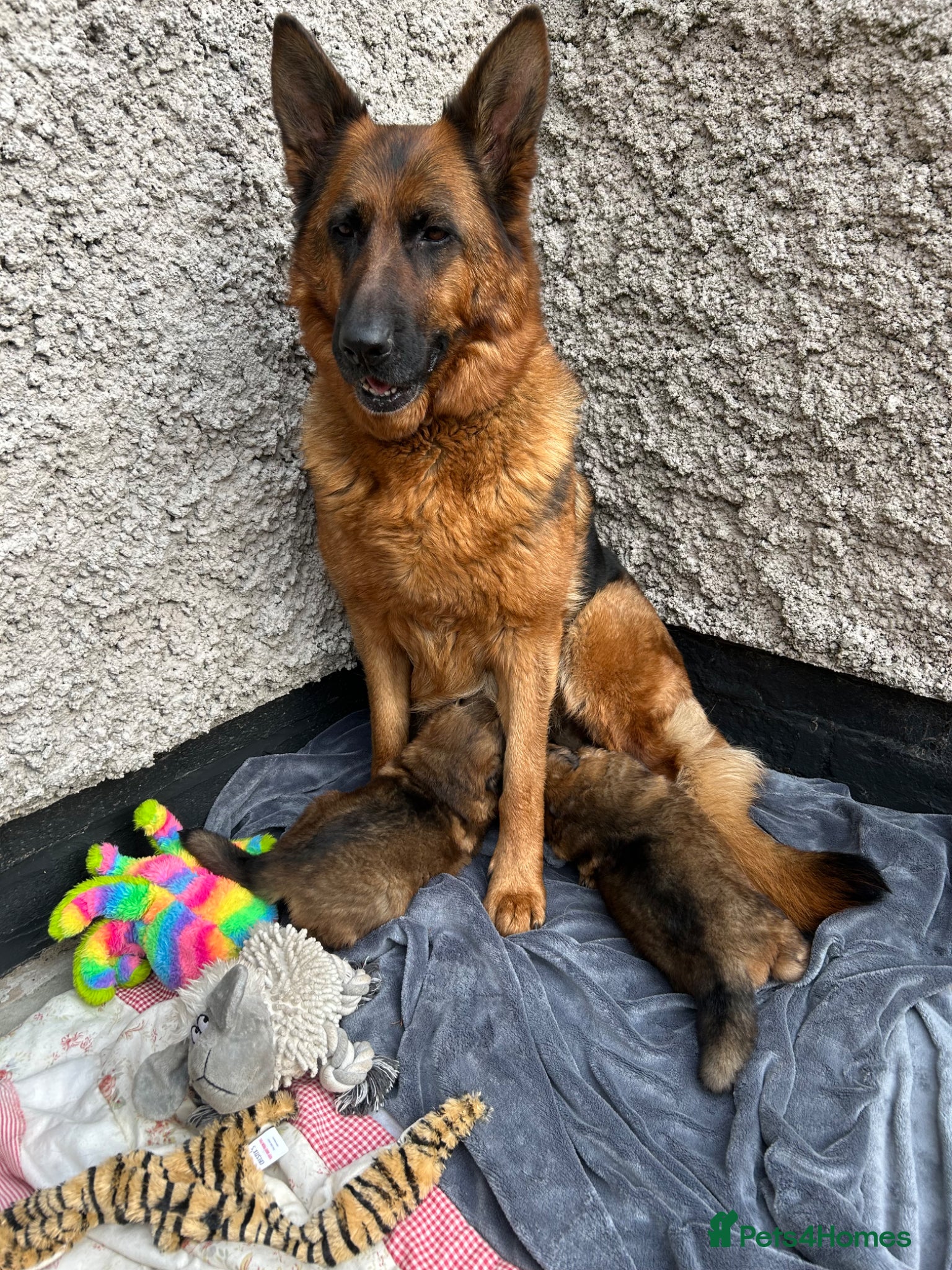 German Shepherd dogs German Shepherd Pups - Advert 2