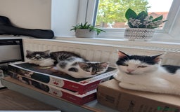 Mixed Breed cats for sale: Mix breed maine coon cross - Image 2
