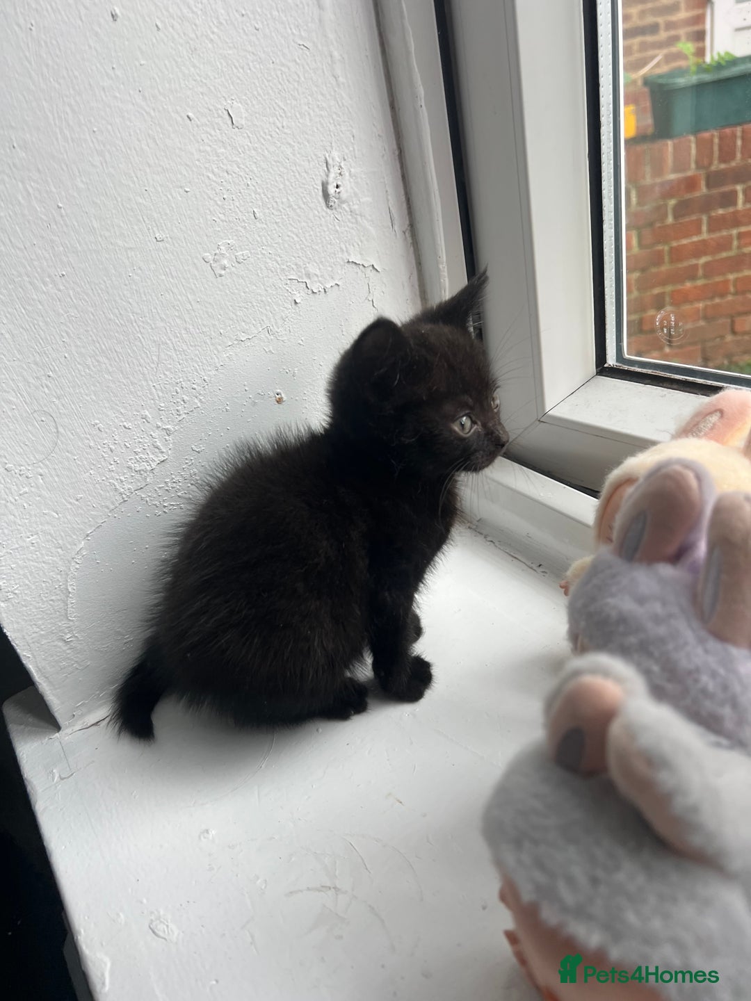 British Shorthair cats for sale: 2 Kittens Left - Image 6