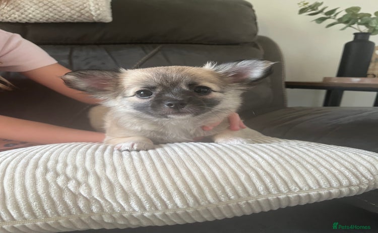 Chihuahua dogs - Advert 13