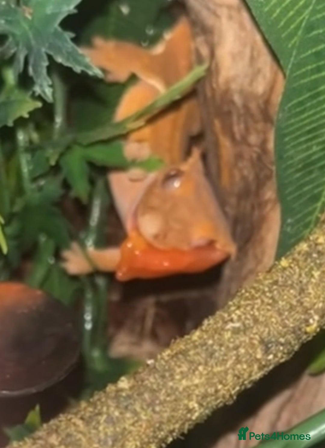 Gecko reptiles for sale: Orange Dalmation Crested gecko - Advert 9