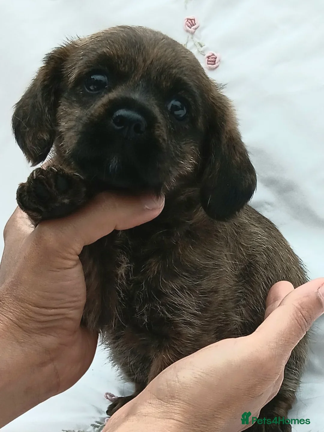 Mixed Breed dogs for sale: Cavalier King Charles Spaniel cross Cairn Terriar in Chesterfield - Advert 2