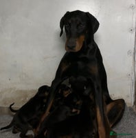 Dobermann dogs - Advert 8