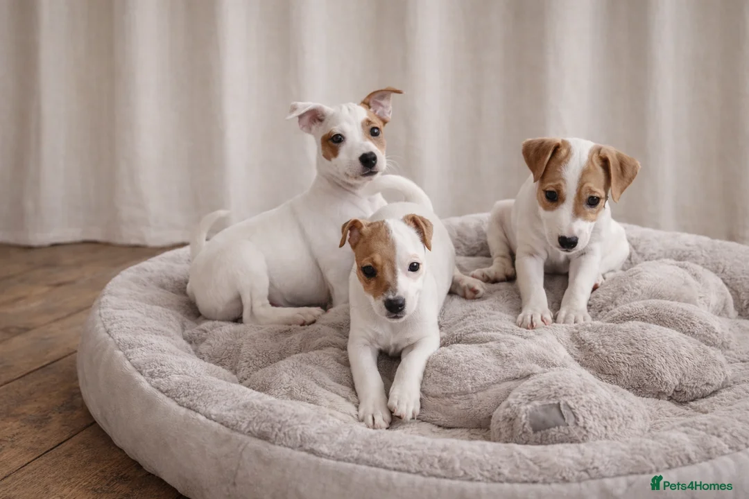 Jack Russell dogs for sale: READY TO GO!🤎🐶 Adorable Jack Russell Puppies✨ - Advert 1