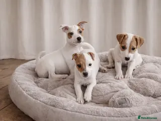 Jack Russell dogs READY TO GO!🤎🐶 Adorable Jack Russell Puppies✨ - Advert 17