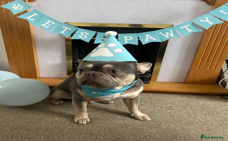 French Bulldog dogs - Advert 1