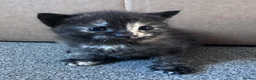 Domestic Shorthair cats for sale: Beautiful kittens - Advert 15