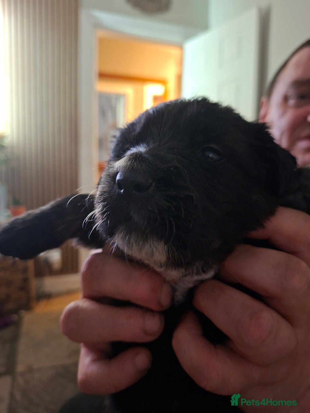 Mixed Breed dogs for sale: 1 boys left f1 border retreiver black/white left - Advert 9