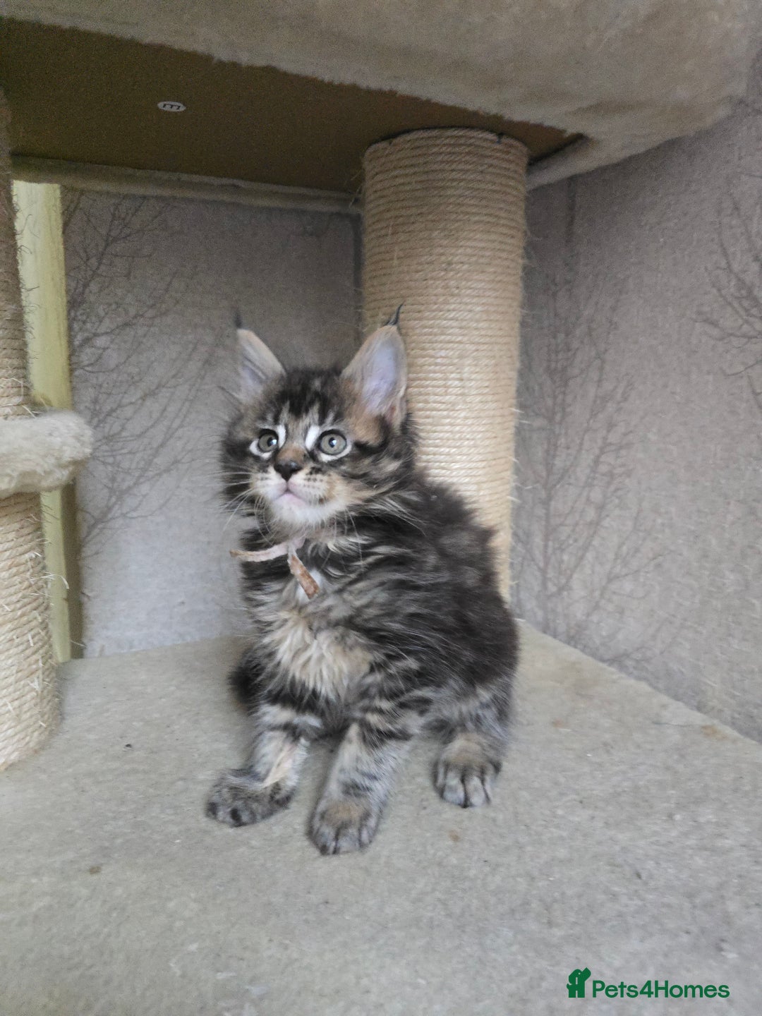 Maine Coon cats for sale: Beautiful Tica registered girls - Advert 6