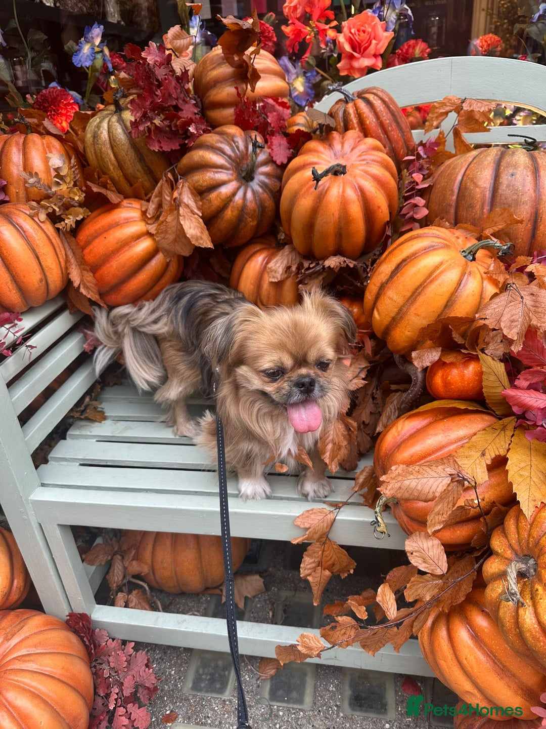 Mixed Breed dogs for adoption: 💙Barry: 9-10-year-old Tibetan Spaniel cross💙 - Advert 8