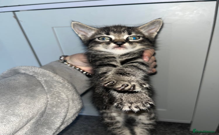 Mixed Breed cats - Advert 4