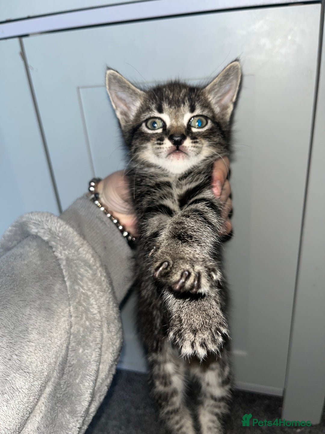 Mixed Breed cats for sale: 7 kittens looking for a home - Image 1