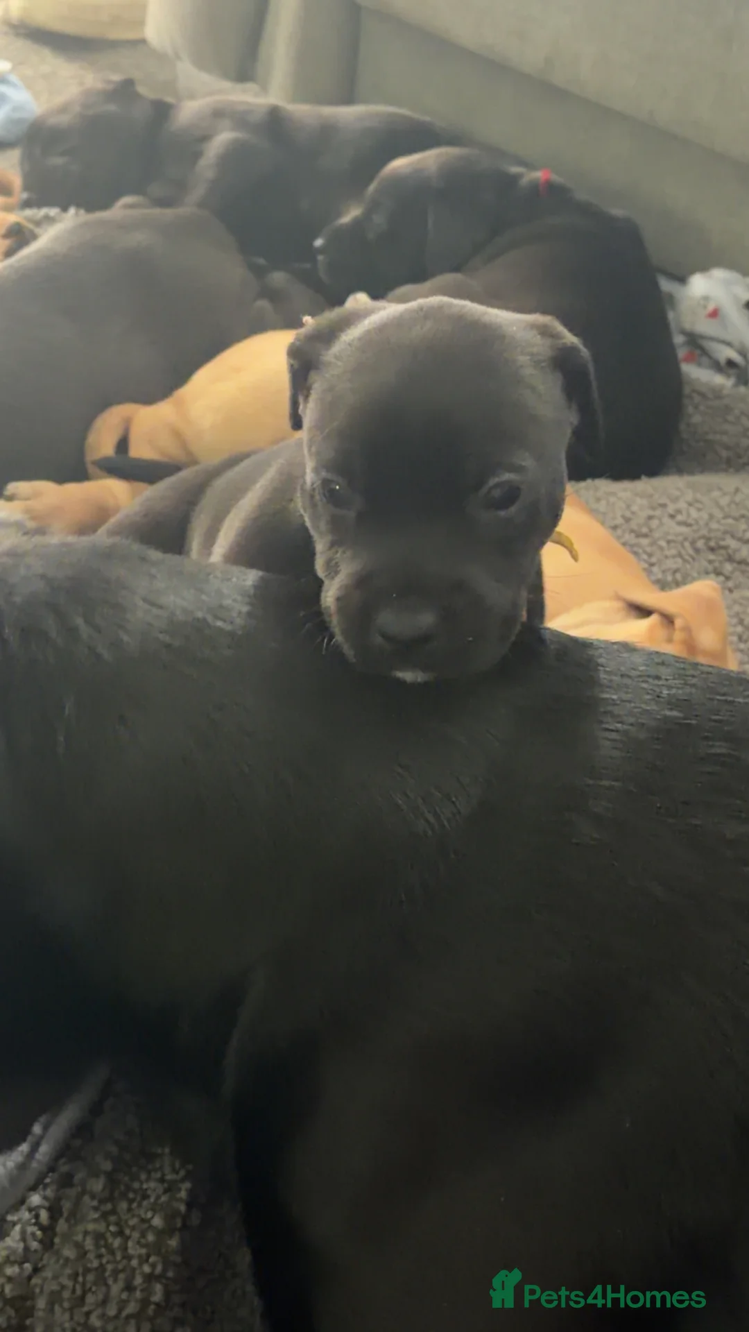 Mixed Breed dogs for sale: 1  boy left!!  8 adorable staff/lab mix pups!!! - Advert 2