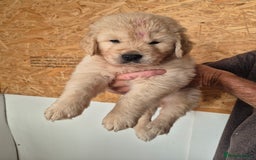 Golden Retriever dogs for sale: Beautiful golden retriever puppies. - Image 2