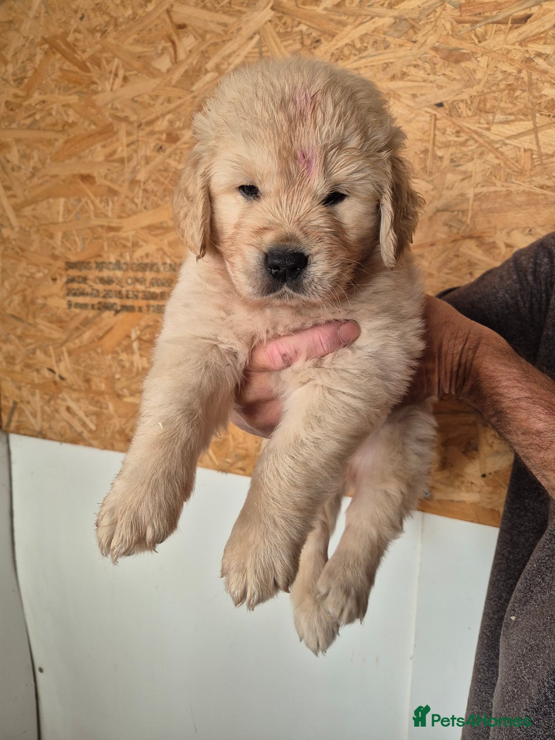 Golden Retriever dogs for sale: Beautiful golden retriever puppies. - Image 2