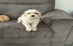 Maltipoo dogs for sale: Maltipoo  - Image 6