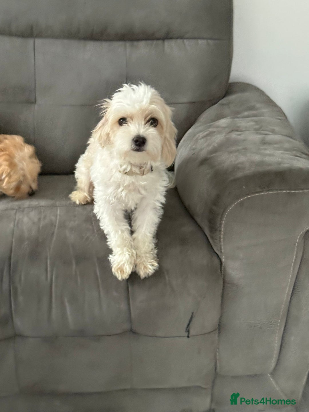 Maltipoo dogs for sale: Maltipoo  - Image 6