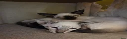 Siamese cats for sale: Siamese Seal Tabby Point kitten  - Advert 10