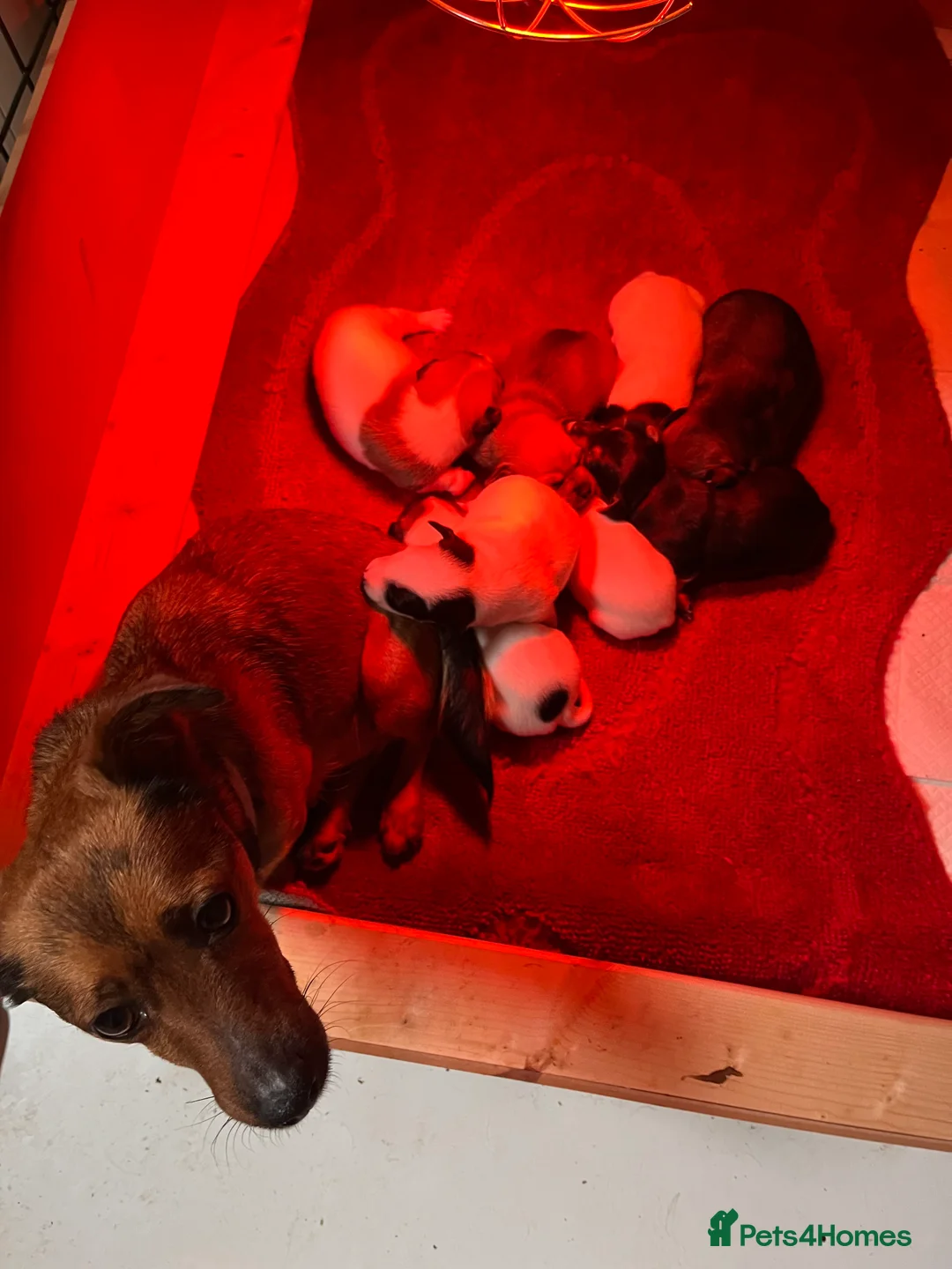 Jack Russell dogs for sale: Puppies need there forever homes. - Advert 10