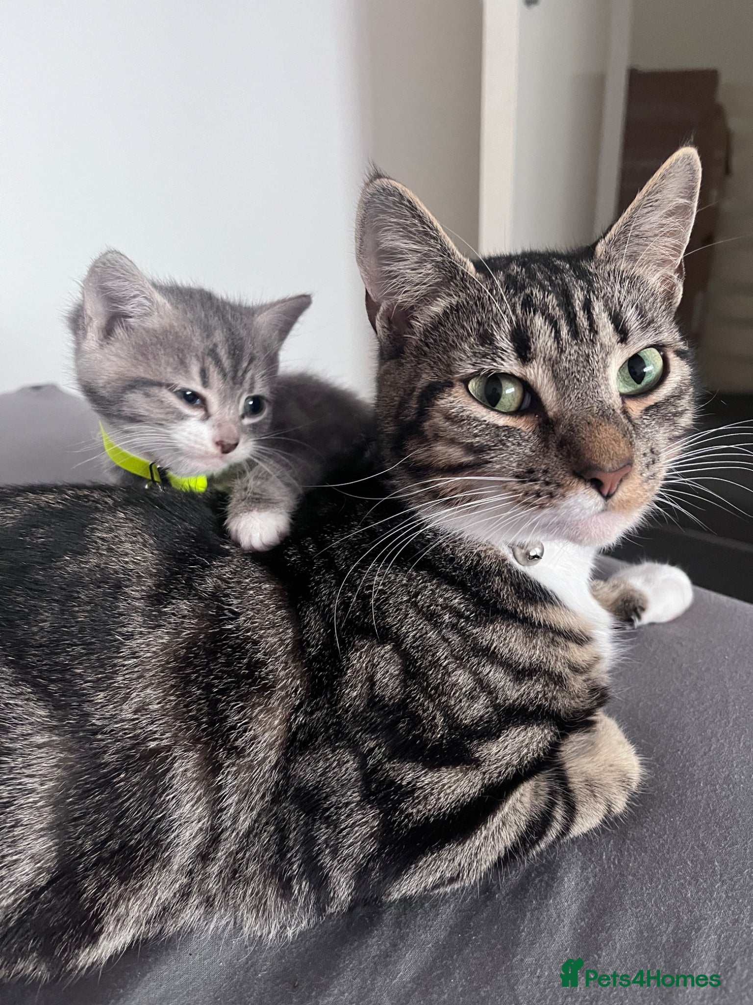 Mixed Breed cats Russian blue x Bengal (READY NOW)🔥🩷 - Advert 12