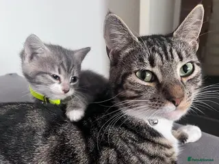 Mixed Breed cats Russian blue x Bengal (READY NOW)🔥🩷 - Advert 12