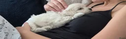 Maltipoo dogs for sale: Home-Raised F1 Maltipoo Puppy – ready Now - Advert 11
