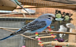 Budgerigars birds for sale: Beautiful Baby Budgies - Image 10
