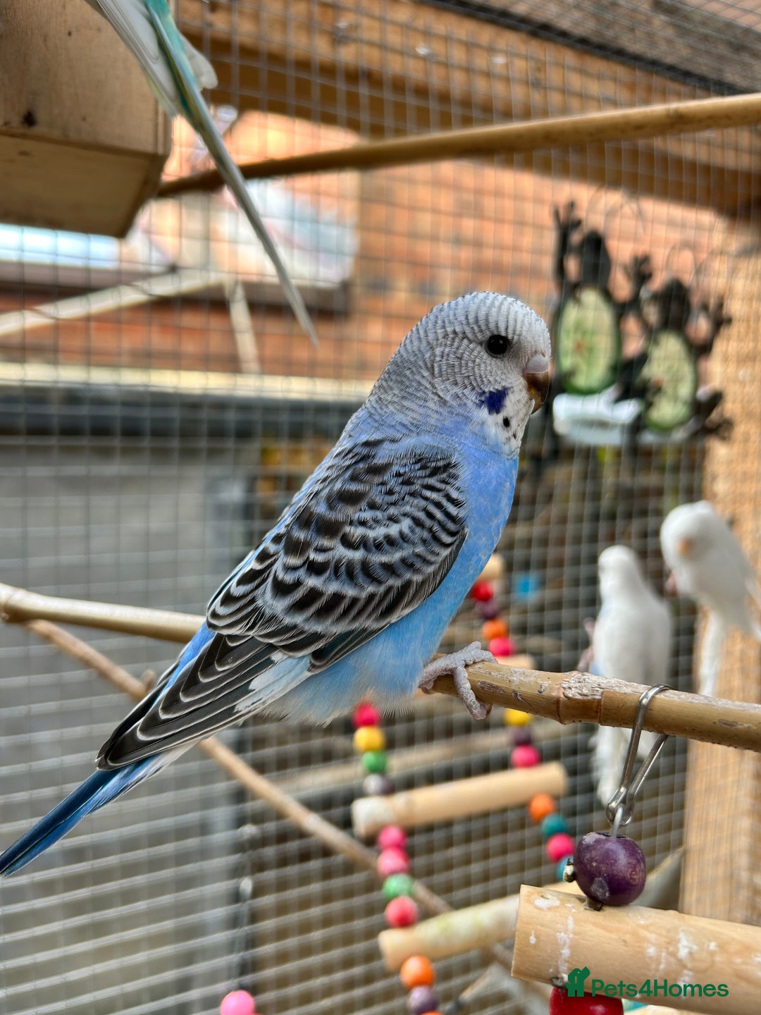 Budgerigars birds for sale: Beautiful Baby Budgies - Image 10