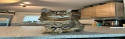 Bengal cats for adoption: Beautiful Leo looking for home - Advert 1