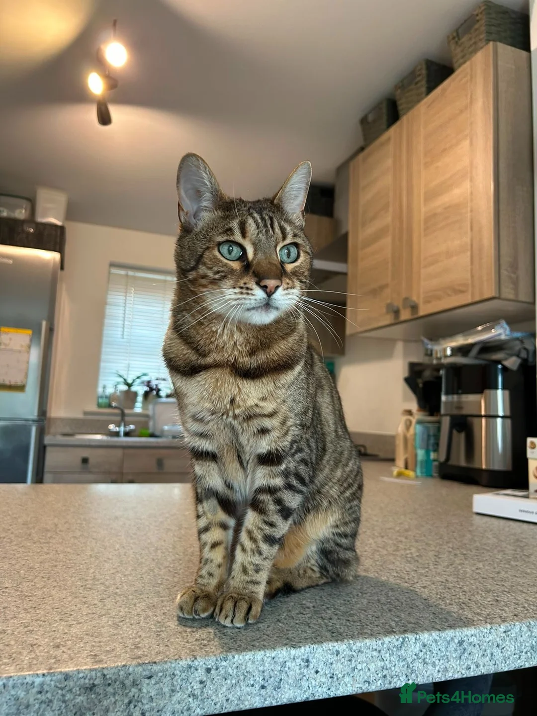 Bengal cats for adoption: Beautiful Leo looking for home - Advert 1