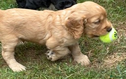 Cocker Spaniel dogs for sale: KC Reg Working Cocker Puppy – Ready 23rd Sept! - Image 5