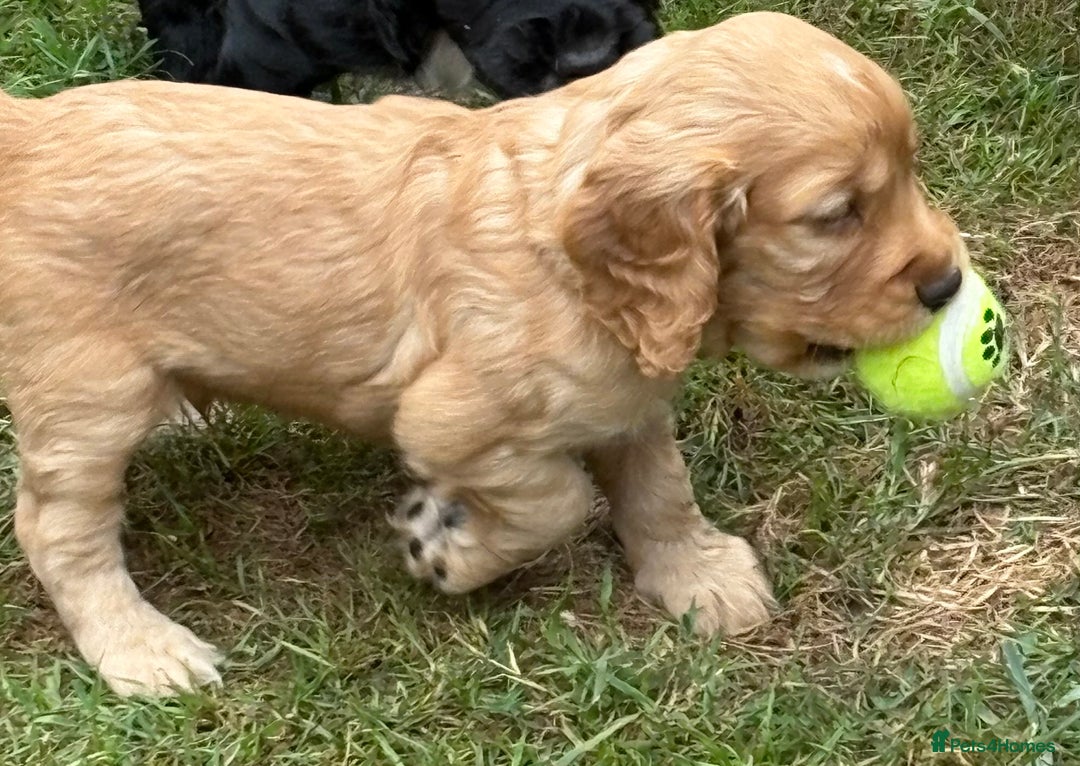 Cocker Spaniel dogs for sale: KC Reg Working Cocker Puppy – Ready 23rd Sept! - Image 5