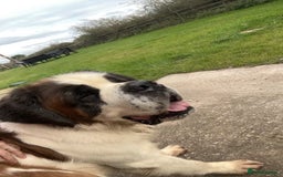 Saint Bernard dogs for stud: KC reg Big strong fluffy boy up for STUD (PROVEN) in Uttoxeter - Image 6