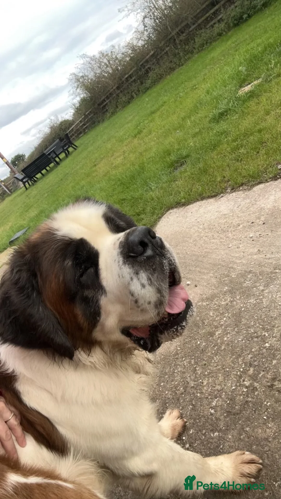 Saint Bernard dogs for stud: KC reg Big strong fluffy boy up for STUD (PROVEN) in Uttoxeter - Advert 6