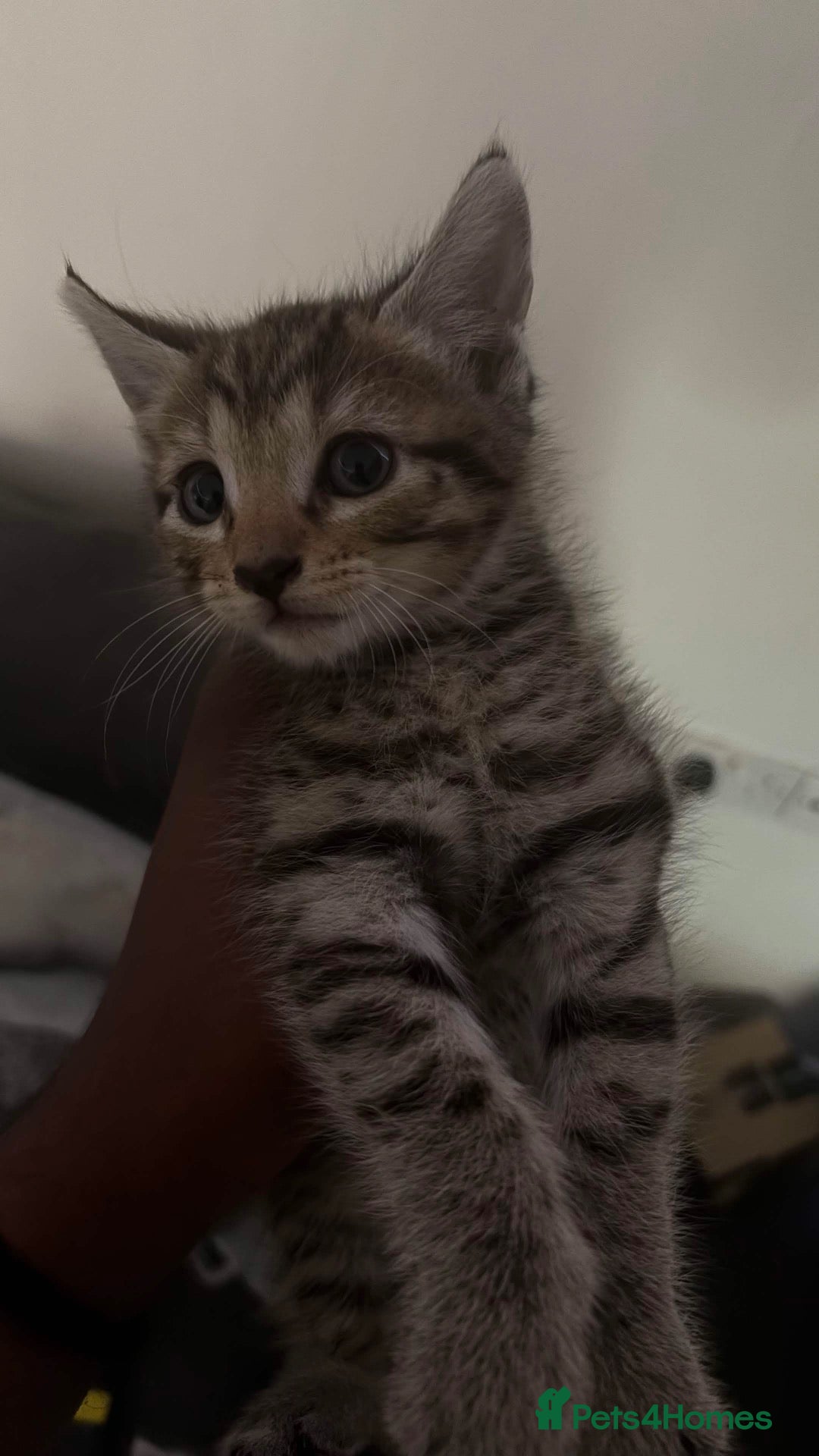 Mixed Breed cats 🐾 8 Adorable Kittens Looking for Loving Homes! 🐱 - Advert 5