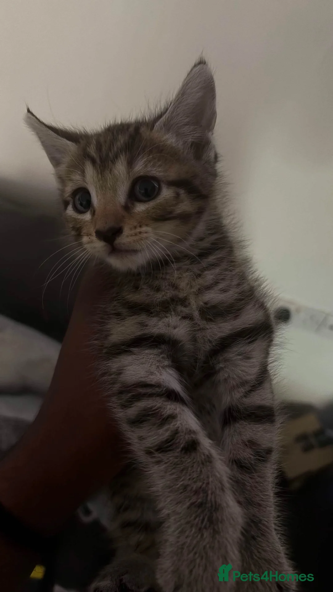 Mixed Breed cats for sale: 🐾 8 Adorable Kittens Looking for Loving Homes! 🐱 in London - Advert 1