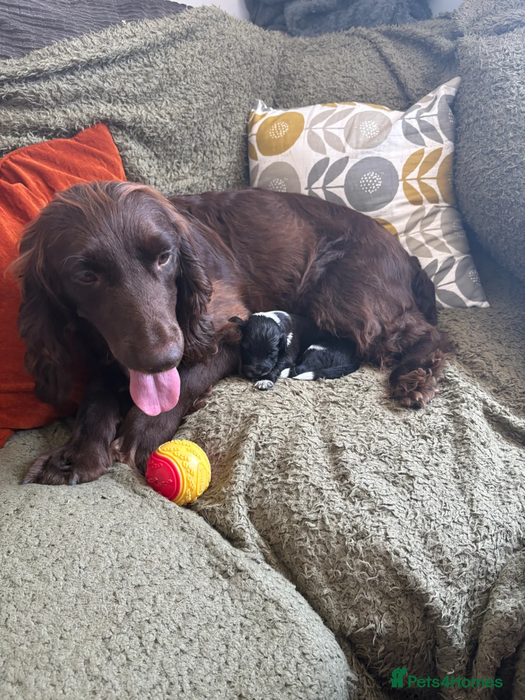 Mixed Breed dogs for sale: 🐾🐶10 stunning Cocker collies🐶🐾 in Morpeth - Advert 1