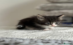 Maine Coon cats for sale: 🌟Adorable kittens now ready 4 forever home🌟 - Image 14