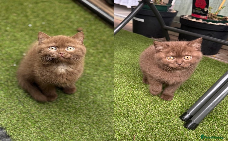 British Shorthair cats - Advert 2