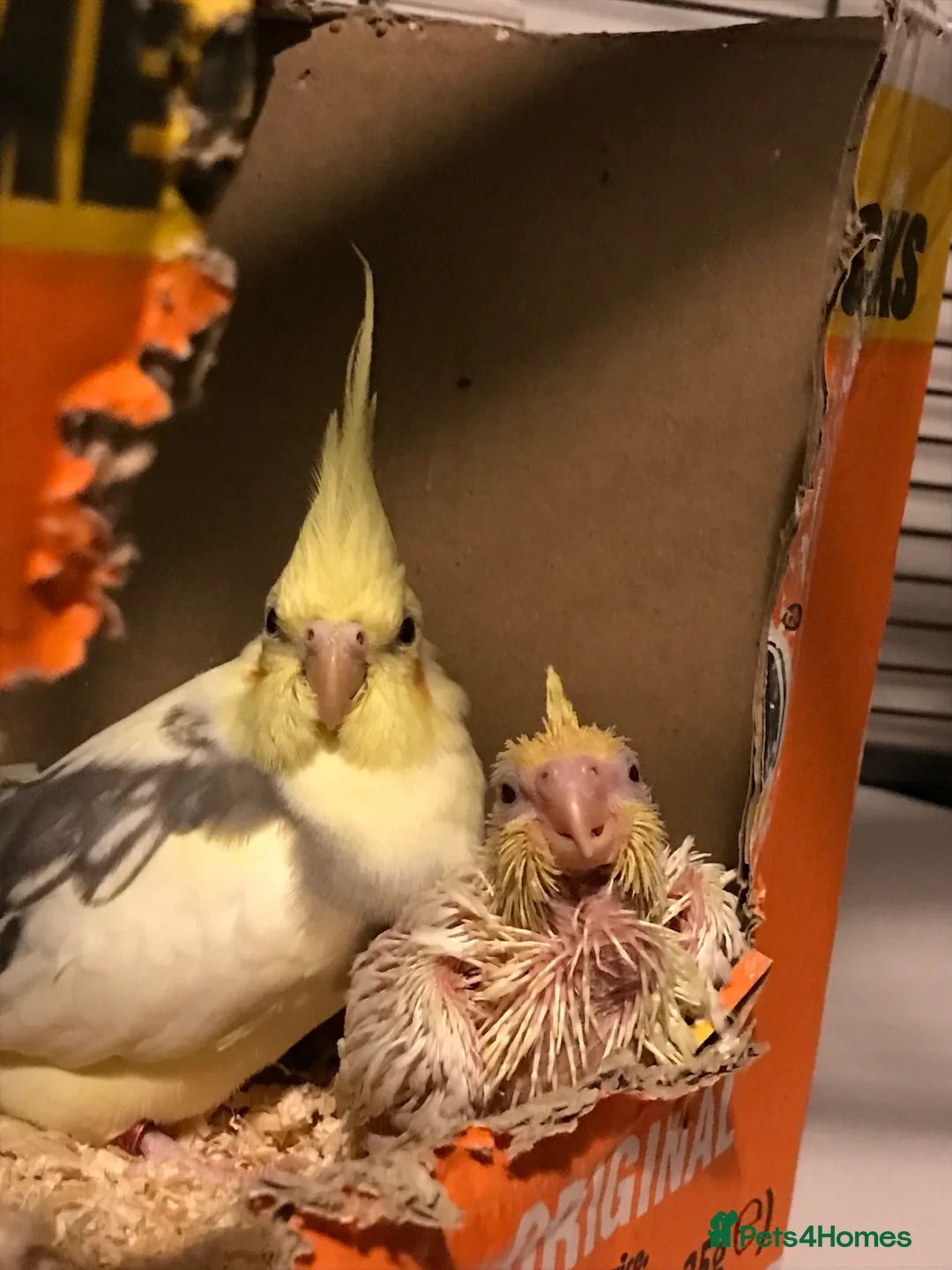 Cockatiels birds for sale: Bonded pair of cockatiels and cage - Advert 8