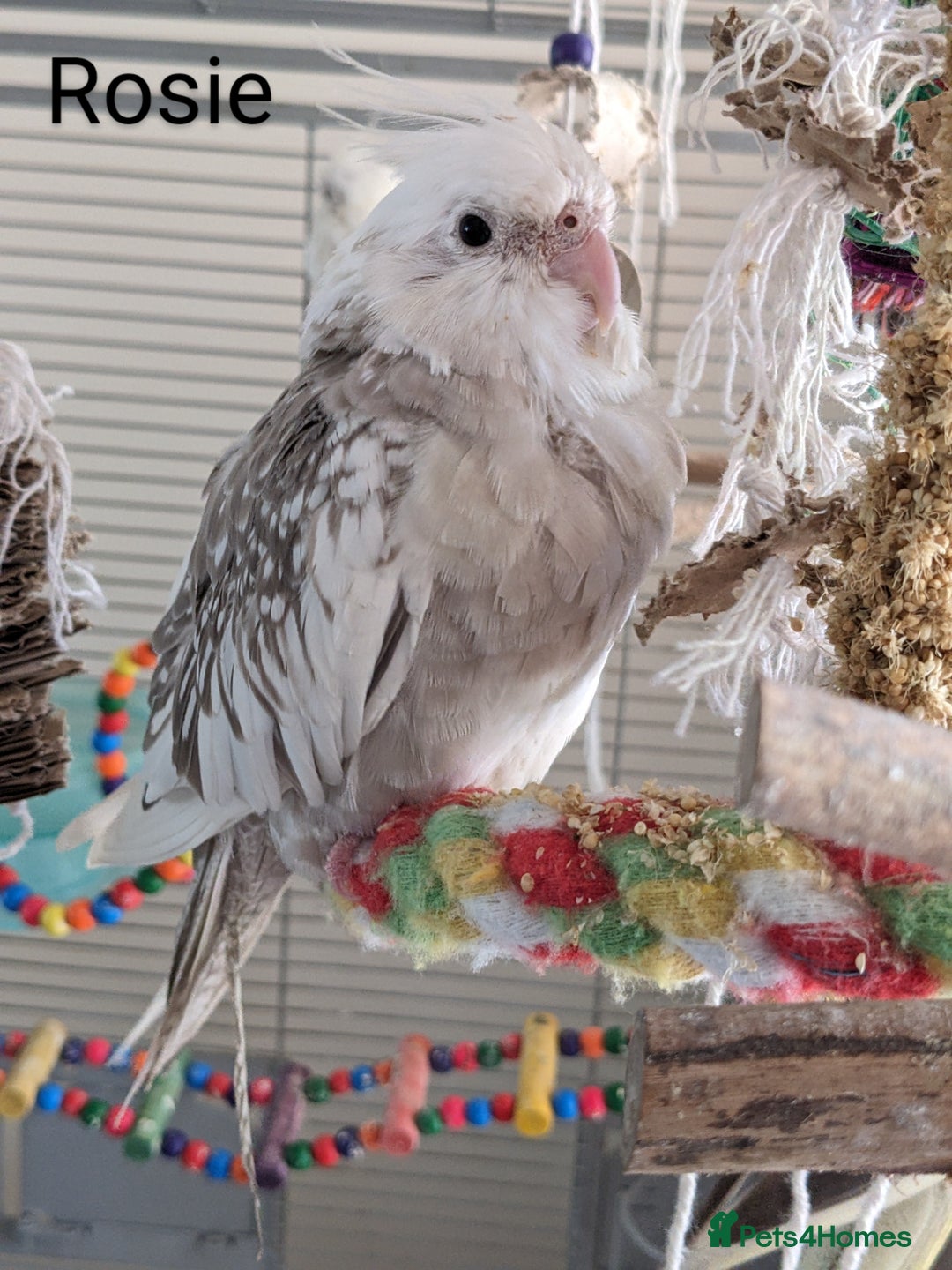 Cockatiels birds for sale: Hand-Reared male + female Cockatiels - Image 20